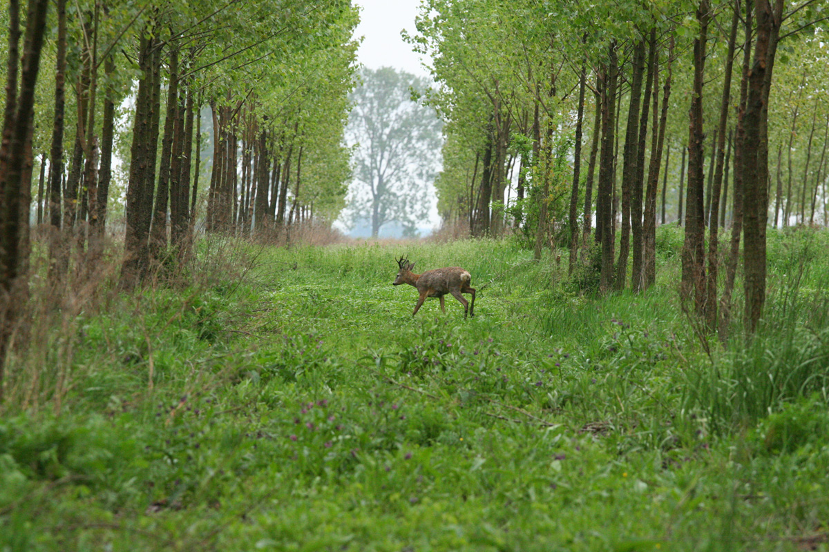 Cigándi vadászterület